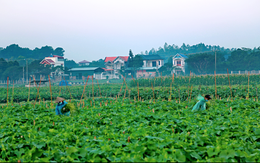 Cây rau giúp làng nghèo của Việt Nam làm giàu, thu tiền tỷ mỗi năm: Mục tiêu xuất khẩu ra thế giới