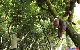 Tây Nguyên có 1 loại cây 'hái ra tiền': Chuyên trang Anh nhận xét bổ tim, điều hòa mỡ máu cực hiệu quả