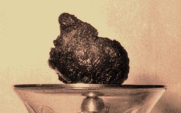 Người dân được chiêm bái Xá lợi Trái tim Bồ tát Thích Quảng Đức từ chiều 3/5