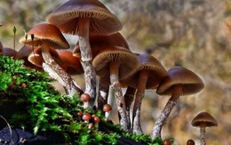 Độc đáo những cây nấm cũng có thể tạo ra điện, bước tiến cho năng lượng xanh