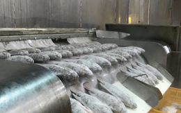 Sau cá tra và cá ngừ, một loại cá ngon bổ rẻ của Việt Nam được người Mỹ cực kỳ ưa chuộng: Xuất khẩu tăng 105% trong 2 tháng, nước ta sắp có lợi thế lớn so với ‘ông trùm’ Trung Quốc