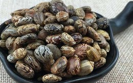 Loại hạt chứa "chất độc nguy hiểm bậc nhất hành tinh", người Việt vẫn vừa dùng vừa bán hằng ngày