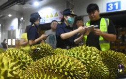 Lý do Thái Lan vội thúc Trung Quốc việc kiểm tra sầu riêng