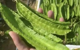 Thức ăn cho lợn bỗng hóa “vàng xanh”, giá gần 1 triệu/kg vẫn bán “cháy hàng”