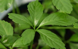 Loại cây mọc dại ở Việt Nam được báo Mỹ gọi là "thảo dược trường sinh”, tốt gấp 8 lần trà xanh