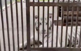 Người truyền cảm hứng cho toàn thế giới về tình yêu động vật bị hổ trắng vồ chết