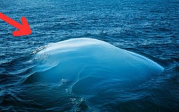Hình ảnh lạ xuất hiện giữa đại dương khiến các nhà khoa học đau đầu: Bí mật là gì?