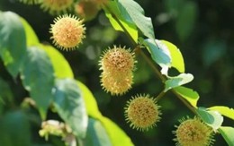 Cây mọc “virus” giá gần nửa triệu/kg, ở Việt Nam mọc hoang um tùm