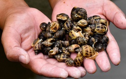 'Báu vật nước mặn' của Việt Nam được Trung Quốc cực ưa chuộng: xuất khẩu tăng 2.000%, thu về hàng chục triệu USD