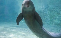 Nhà khoa học Trung Quốc dùng thơ của vua Càn Long để nghiên cứu loài cá heo hiếm có