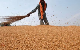 Vừa ngừng nhập khẩu từ Mỹ, một ngành hàng của Trung Quốc gặp sóng gió: ‘Cứu tinh’ chậm trễ giao hàng, nhập khẩu giảm xuống thấp nhất trong một thập kỷ