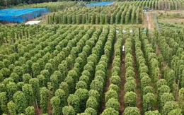 Mỹ bất ngờ săn lùng một 'mỏ vàng' đắt đỏ của Việt Nam: Nước ta xuất khẩu bằng cả thế giới cộng lại, thu về nửa tỷ USD kể từ đầu năm