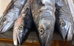 3 loại cá "tốt hơn cả cá hồi", chợ Việt bán nhiều vô kể, bạn cứ mạnh dạn mua