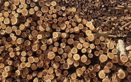 Mỹ vừa đổ gần 2 tỷ USD săn 'báu vật' của Việt Nam: thuế nhập khẩu 0%, Việt Nam là đối tác lớn nhất của Mỹ ở mặt hàng này