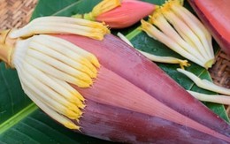 Hoa chuối chữa được bệnh gì?