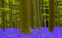 Khám phá rừng hoa chuông lớn nhất thế giới ở Bỉ