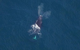 Con cá voi được cho là đã chết bất ngờ xuất hiện trở lại sau 3 năm