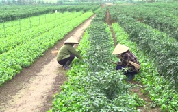 Việt Nam có loại rau giàu canxi ngang sữa, Trung Quốc coi như “báu vật”: Bổ gan, hạ mỡ máu cực tốt