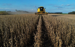 Đến lượt một mặt hàng quan trọng của Mỹ gặp ‘sóng gió’: Xuất khẩu có nguy cơ sụt giảm 20% nếu không ‘chốt đơn’ được với Trung Quốc