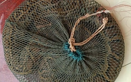 Trăn đất nặng hơn 10kg bò vào vườn nhà dân