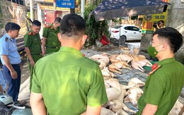 Kinh hãi gần 800 kg thịt lợn bốc mùi suýt bị tuồn ra thị trường