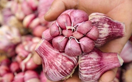 5 loại tỏi không nên mua - đến cả người bán cũng không dám ăn!