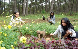 Những cô gái bỏ phố về rừng: Gieo mầm xanh từ những giấc mơ lành