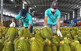 Sầu riêng Thái đi luồng xanh vào thẳng Trung Quốc, vì sao ‘vua trái cây’ Việt vẫn mãi loay hoay?