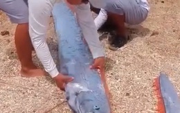 Cá Mái chèo dài gần 3 m bất ngờ xuất hiện ở Vĩnh Hy