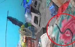 Nam thanh niên tử vong khi bị rắn hổ mang cắn trong lúc ngủ