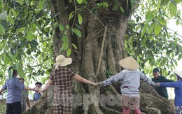 Báu vật 'cụ đa' hơn 300 năm tuổi, nơi trú ẩn của bộ đội thời chiến