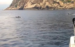 Đàn cá heo gần 100 con 'nhảy múa' trên vịnh Nha Trang