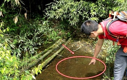Lần theo tiếng động dưới vũng nước nông, cán bộ kiểm lâm hân hoan tìm thấy loài "tuyệt chủng" hơn 50 năm