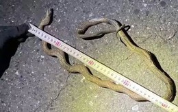 Hàng trăm hành khách đi tàu cao tốc bị mắc kẹt vì một con rắn