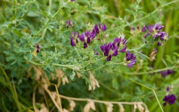 Việt Nam có loại cỏ giúp hạ mỡ máu cực tốt: Trung Quốc coi như “báu vật”, dùng làm rau ăn