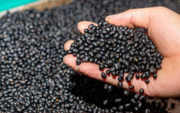 3 không khi uống nước đậu đen mùa hè