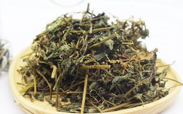 Việt Nam có loại cỏ mọc dại, Trung Quốc sẵn sàng mua với giá cao: Bổ tựa sâm mà ít người biết