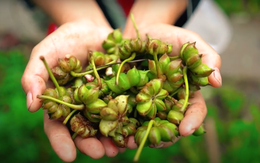 Việt Nam có loại gia vị là “báu vật trời ban”, rất ít quốc gia trồng được: Có nhiều lợi ích ấn tượng