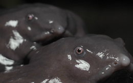 Phát hiện loài ếch mới ở Ấn Độ: Sống cả đời dưới lòng đất và giống... một chú lợn con