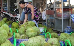 Giá lao dốc, xuất khẩu bất thành, người trồng sầu riêng vỡ mộng?