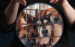 Người phụ nữ đạo đức giả chuyên nhận nuôi chó bị bỏ rơi rồi đem giết thịt