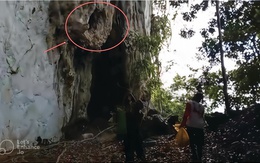 Lần theo manh mối được cung cấp tới vách đá, chuyên gia hân hoan tìm thấy loài "tuyệt chủng" hơn 170 năm