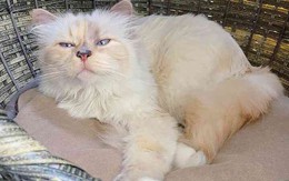 Việc nhẹ lương cao: Chăm mèo cho nhà giàu kiếm 2 triệu đồng một giờ