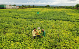 Chuyện người giữ sức khỏe cho đất