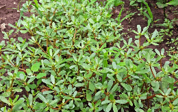 1 loại rau mọc dại ở Việt Nam, người Trung Quốc gọi là “rau trường thọ”: Là “kho” omega 3, lợi không kém thuốc bổ