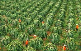 Không phải sầu riêng, loại ‘siêu trái cây’ này mới đang là 'vua xuất khẩu': Thu về 155 triệu USD, Việt Nam – Thái Lan cạnh tranh ngôi vương thế giới