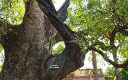 Việt Nam sở hữu cây thiêng ngàn tuổi: Được vua Lê sắc phong, tuổi thọ đứng thứ hai thế giới