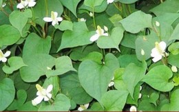 5 tác hại của rau diếp cá nếu dùng sai cách