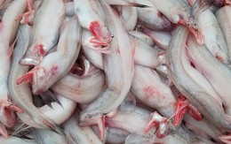 Loại cá rẻ như khoai, từng đem cho lợn ăn nay thành đặc sản, giá trên 200.000 đồng/kg