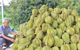 Kết quả kiểm tra chất cấm trong sầu riêng Lâm Đồng